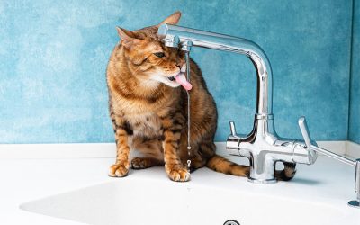 Cats and water…