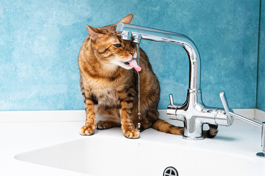 Cats and water…